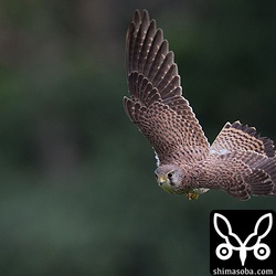 獲物を見つけると素早く飛び出します。チョウゲンボウは、初速から速いです。