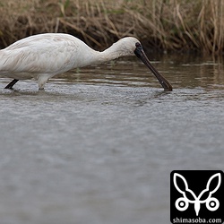 クロツラヘラサギ。島内に3羽ぐらいいるようです。