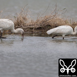 ヘラサギとクロツラヘラサギ。ヘラサギの方がクロツラヘラサギより一回り大きいです。