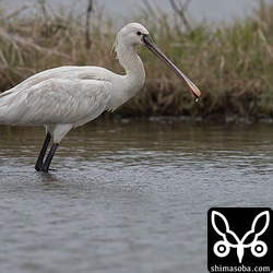 ヘラサギ幼鳥。幼鳥だからかクロツラヘラサギの後を追って常に一緒に行動していました。
