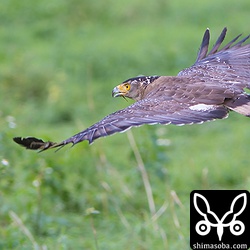 牧草地を越えて反対側の林へ一直線に飛んで行きました。