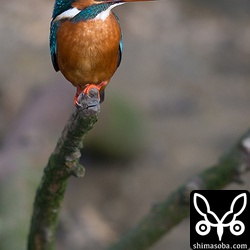 石垣島では警戒心の強いカワセミも沖縄本島では簡単に撮らせてくれます。^^