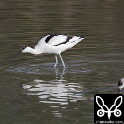 セイタカシギと一緒に行動して採餌するソリハシセイタカシギ。