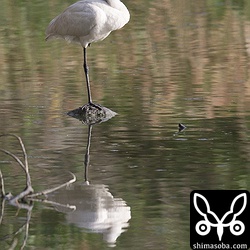 ヘラサギは終始寝ていました。クロツラヘラサギもやってきたのですが、カメラをしまった後でしたので、写真はなし…。^^;