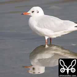 ユリカモメがポツンと休んでいました。
