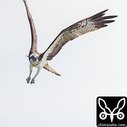 ミサゴは上空を旋回して何度か池に飛び込むそぶりを見せたのですが、そのまま海の方へ飛び去りました。