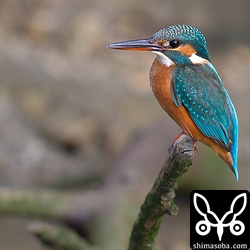 沖縄本島ではカワセミは繁殖しているのでしょうか?