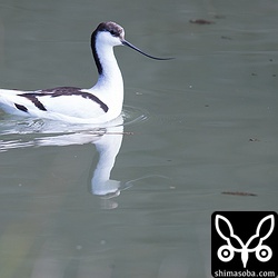ソリハシセイタカシギはセイタカシギの群れで休んでいましたが、ミサゴに驚いて飛ばされましたがすぐに戻ってきました。