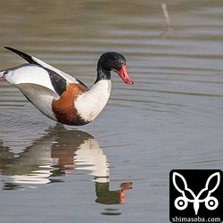 ツクシガモは伸びをしたり、昼寝したり終始リラックスしていました。
