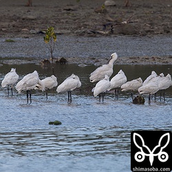 ずーっと休んで動きませんでした。左から2羽目のクロツラヘラサギにはJ10のフラッグが装着されています。2005年につけられたそうなので、今年で11歳ということになりますね。