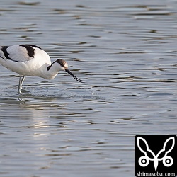 ソリハシセイタカシギもまだ滞在しています。