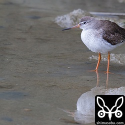 アカアシシギが1羽で休んでいました。