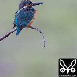 カワセミのダイビング撮影にも挑戦してみたい。石垣島のころは、カワセミは警戒心が強すぎて全く撮れなかった…。^^;