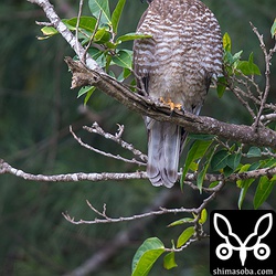石垣島では目があった瞬間に逃げるサシバがほとんどですが、沖縄本島の野鳥はサシバも含めて基本逃げません。^^