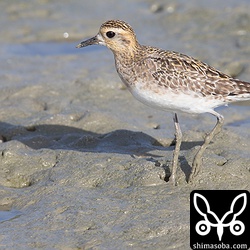 広大な豊崎干潟には寂しそうにムナグロが2羽いました。三角池にはアオアシシギとセイタカシギがたくさんいます。