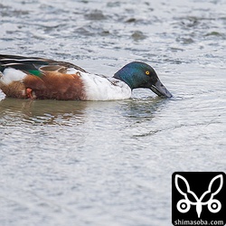 三角池のカモ類は、ハシビロガモとコガモが大多数です。