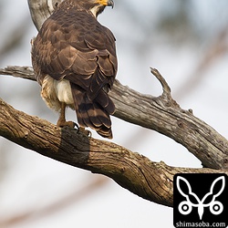 サシバは本当にたくさん見ます。ただし、環境的に餌を捕るシーンなどは撮りにくいケースが多いですね。
