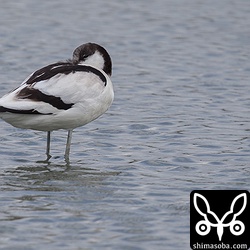 ソリハシセイタカシギはかなり長いこといるらしいです。