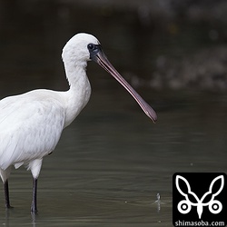 目がくりっとしたあどけない顔だちです。