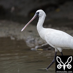 遊歩道に座っているとクロツラヘラサギは目の前までやってきます。カメラのシャッター音がすると不思議そうにこちらをうかがいます。この近さは久しぶりです。^^