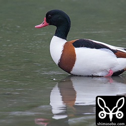 ツクシガモも間もなく滞在1カ月になります。ソリハシセイタカシギはたまにいなくなるのですが、ツクシガモはどこにも行かず必ずいるので三角池がよほど気に入ったんですね。