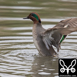 コガモもたくさんいます。ハヤブサが上空を飛んだ時は大騒ぎでした。