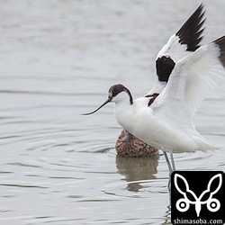 ソリハシセイタカシギもまだ滞在中。