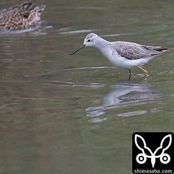 コアオアシシギは十数羽の群れです。みんな寝ていましたが、この個体だけは餌探しに勤しんでいました。