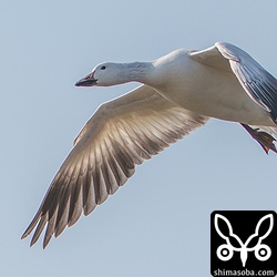 飛翔する姿も見ることができました。