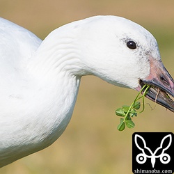 ハクガンはカタバミが好きなようで選んで食っていました。