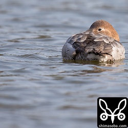 この時間、オオホシハジロは休息していることが多いようで、採餌行動などは観察できませんでした。