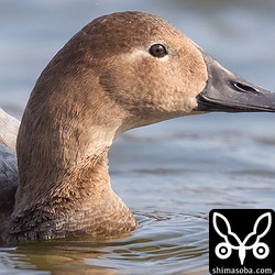 オオホシハジロは嘴が長いですね。ホシハジロも沢山いましたがオーラが違います。^^