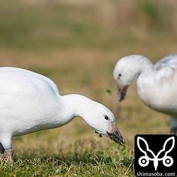 3羽のハクガンが仲良く行動していました。飛来した当初より羽が抜け換わり白くなったそうです。奥の個体はまだグレーっぽいですね。