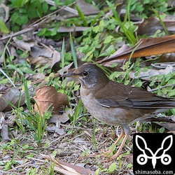 シロハラも石垣島に比べると人馴れしてて逃げません。