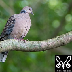 こちらも70-200に2倍のエクステンダーで撮ったキジバトですが、順光ならそこそこ写ります。