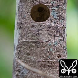 リュウキュウコゲラの巣。
