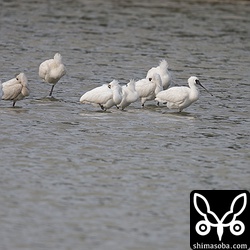 ヘラサギとクロツラヘラサギの群れが休んでいます。