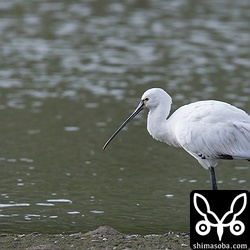 黒い羽が残り、目も赤みがかっているので幼鳥ですね。