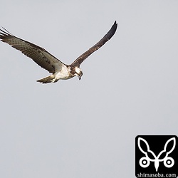 豊崎干潟の上空をミサゴが獲物を探して行ったり来たり。