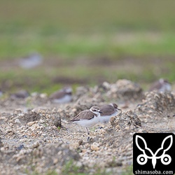 シロチドリはムナグロより礫の多い場所で休憩していました。沖縄には周年生息するシロチドリですが、渡りで通過する群れもいるのでしょう。夏羽に変わった個体もちらほらいました。