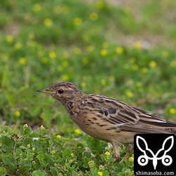 こちらは翌日のムネアカタヒバリ。