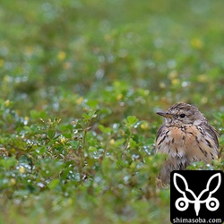 戦闘機が轟音をあげて飛んでいくと驚いたムネアカタヒバリは身をすくめていました。