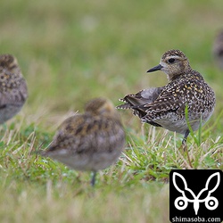 ムナグロは百数十羽の群れで休憩していました。渡りの途中と思われます。まだ、ほとんど冬羽でした。