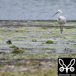 ヘラサギはこんな感じの浅瀬で獲物のカニなどを食っていました。