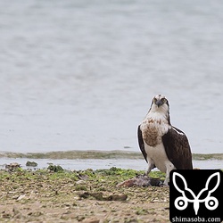 こちらのミサゴはさらに大きな魚を食っています。3羽目のミサゴは遠くの浜に降りたので写真に残すことはできませんでした。