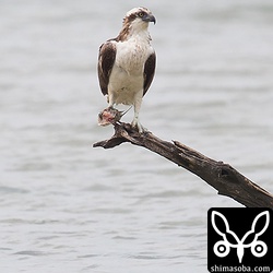 大きな魚をつかんだまま、器用に枝に止まっています。