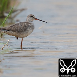 金武町の田芋畑にツルシギが1羽入っていました。