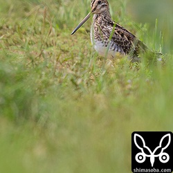 こちらはおそらくタシギ。