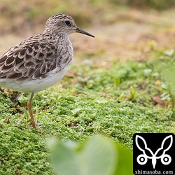 ヒバリシギは冬羽です。