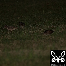 こちらは3羽で餌を探すヤマシギです。これも遠い。